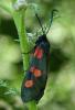 Zygaena lonicerae